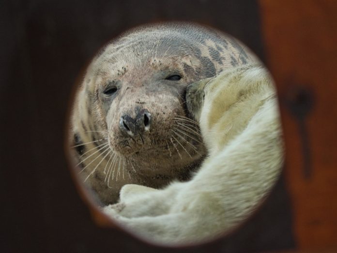 Eine Kinderstube namens „Düne“: Helgolands Robben haben Nachwuchs