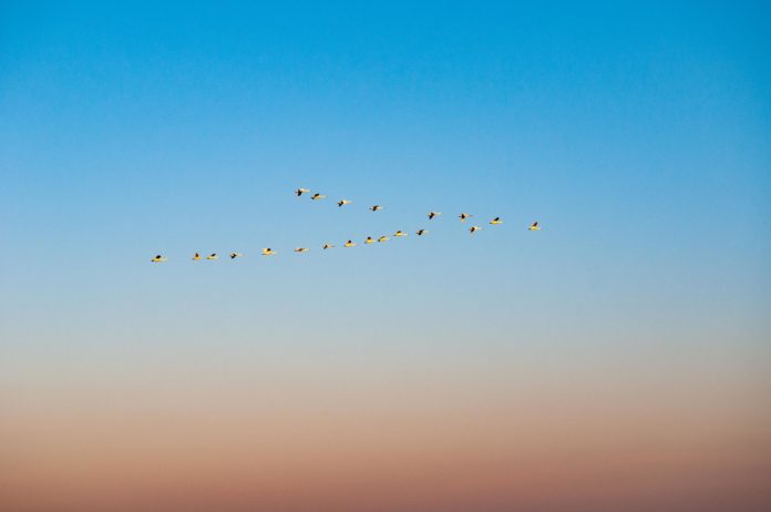 Schwanensee im Treene Land
