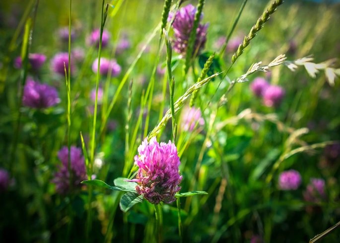 Bergwiesen der Rhön: wilde Pflanzen bis zum Horizont Bergwiesen Rhön