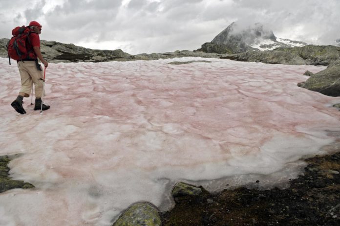 Heiß auf Eis, die Sommerserie, Teil 2: Das Geheimnis um Blutschnee Brig, Schweiz: Blutschnee ist ein flüchtiges Phänomen. Mit Wanderleiter Ed Kummer auf den Spuren eines seltenen Naturphänomens: Foto: Oliver Abraham