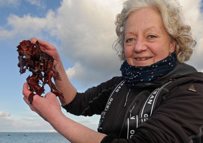 Tang irgendwo im Nirgendwo im Kattegat: die Insel Läsö ist ein Ort des Übergangs Rie Toftelund Ladefoged ist am Meer, erntet Tank. Foto: Oliver Abraham