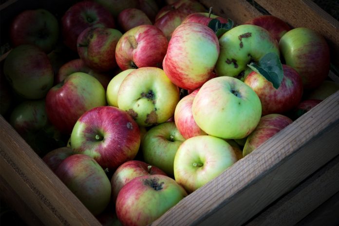 Das genetische Gedächtnis tausender von Generationen: Rhöner Streuobstwiesen Apfelernte Rhön