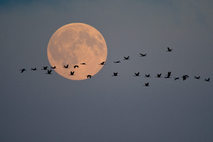 Die grosse Show der Kraniche: Herbstspektakel im schaurigen Moor Die grosse Show der Kraniche