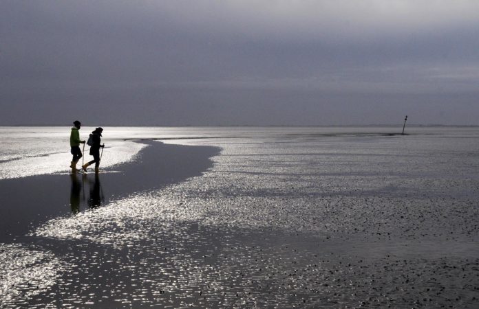 Ol Büsum und die Belohnung der spannenden Wattwanderung mit Miesmuscheln Nordsee, Büsum, Wattwanderung. Foto: Oliver Abraham