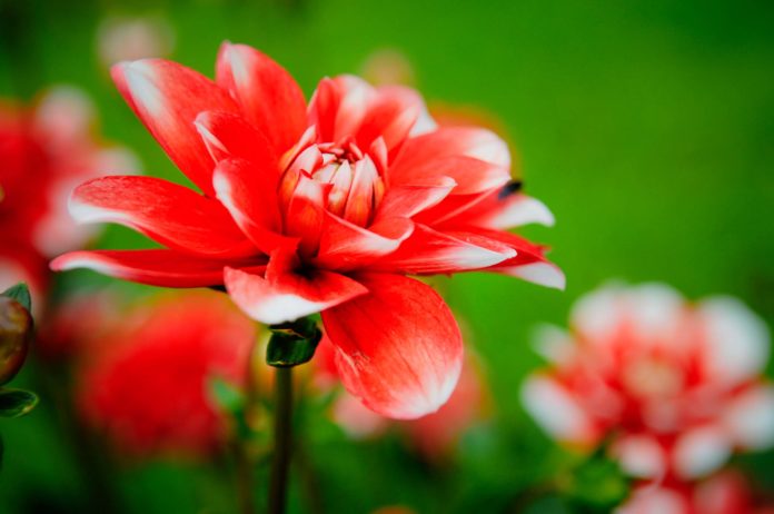 Emil Noldes blütenvoller Garten, eine Pracht die unwiderstehlich bis heute existiert Emil Nolde Museum Seebühl. Foto. Oliver Abraham
