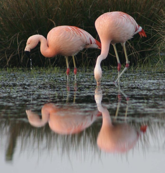 Schwirrend, flatterhaft, seltsam kreischend – ein magischer Ausflug zu den Flamingos im Zwillbrocker Venn Flamingos im Moor Zwillbrocker Venn, Foto: Foto: H. Stroetmann, Biologische Station Zwillbrock e.V. Eine Reportage auf travelling-journal.com