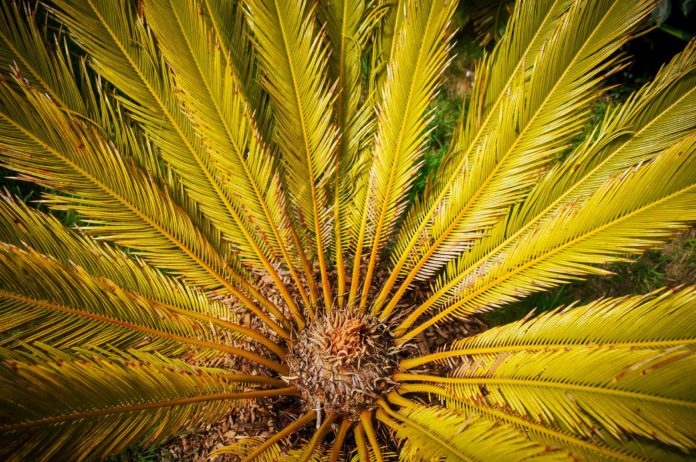 Spazieren in 2 exotischen Gärten der Bretagne wird zur kontrastreichen Reise der Sinne Riesige Blüten, exotische Düfte, Überraschungen der Sinne, Le Kestellic in der Bretagne. Foto: Oliver Abraham