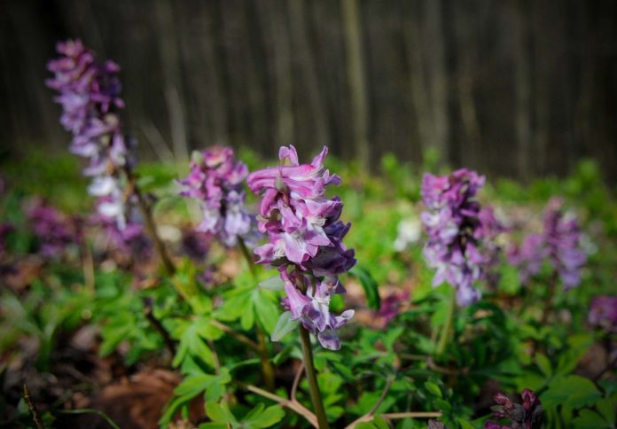 Bunter Frühlingsbote: Lerchensporn Blüte am Freeden im Teutoburger Wald Der „Hohle Lerchensporn“ am Freeden (Teutoburger Wald) nutzt die erste Wärme des Jahres. Foto: Oliver Abraham