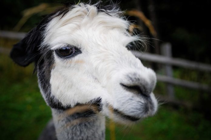 30 kleine Kamele auf der Alm: Alpaka Wanderungen sind Balsam für die Seele a close up of a llama Alpakas auf der Alpaka-Alm Kitzsteingut. Foto: Oliver Abraham