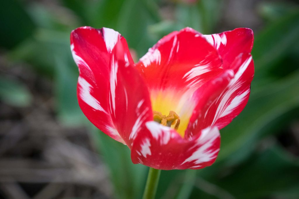Die Tulpe kam aus Asien nach Holland. Foto: Mario Vedder