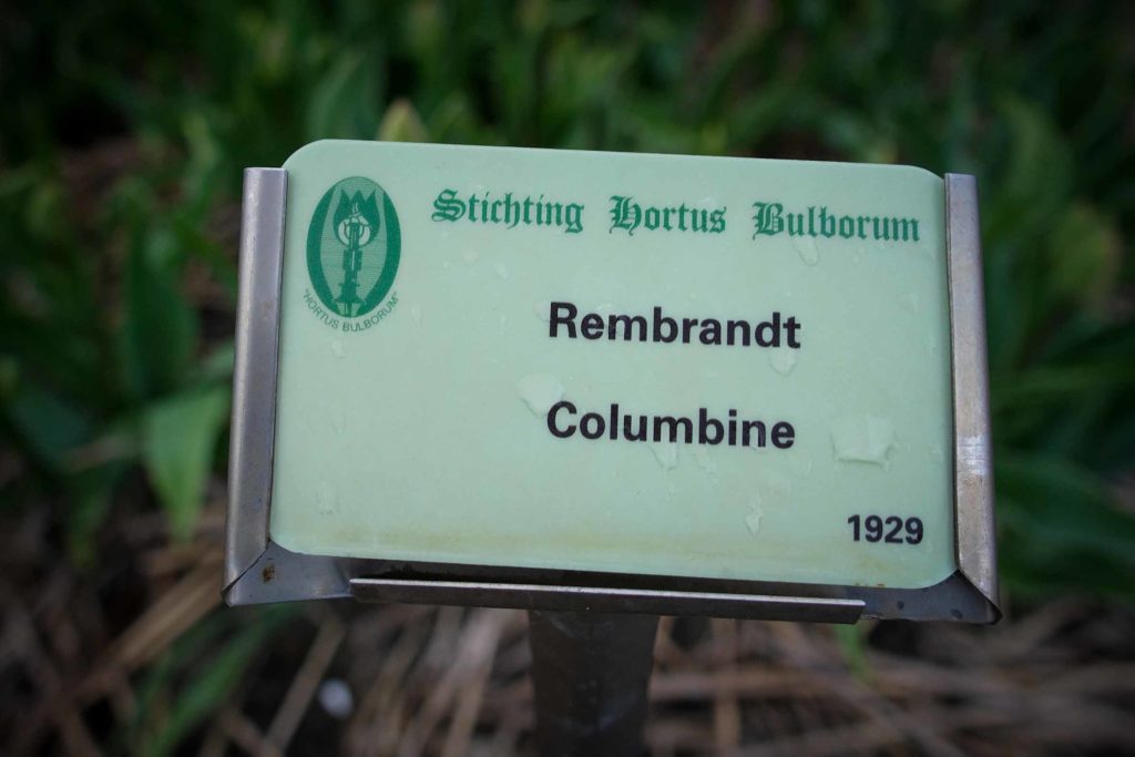 Während der Tulipmania waren besonders Tulpensorten wie "Rembrandt Columbine" gefragt. Fotos: Mario Vedder