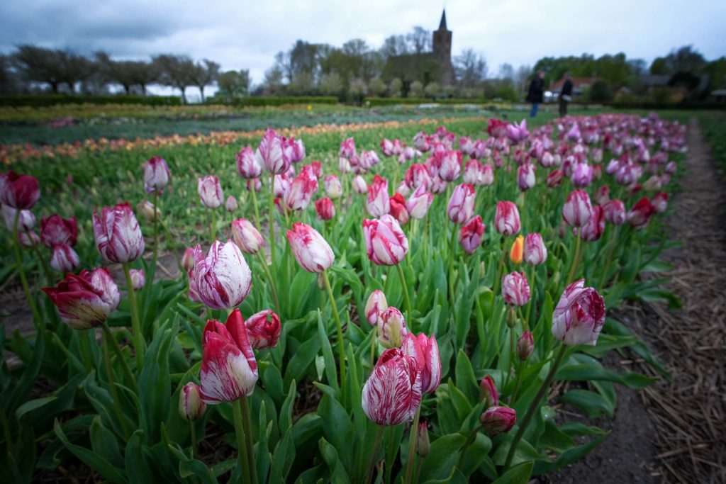 Der Hortus Bulborum ist auch ein botanisches Back-Up, eine lebende Gen-Bank. Foto: Mario Vedder