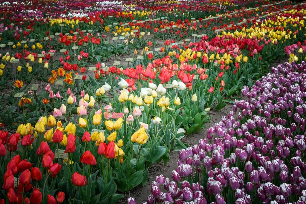 Tulpenfieber Holland: Mehr als 2650 Tulpensorten und -spezies gibt es im Hortus Bulborum im Ort Limmen (Gemeinde Castricum), nördlich von Amsterdam. Foto: Mario Vedder