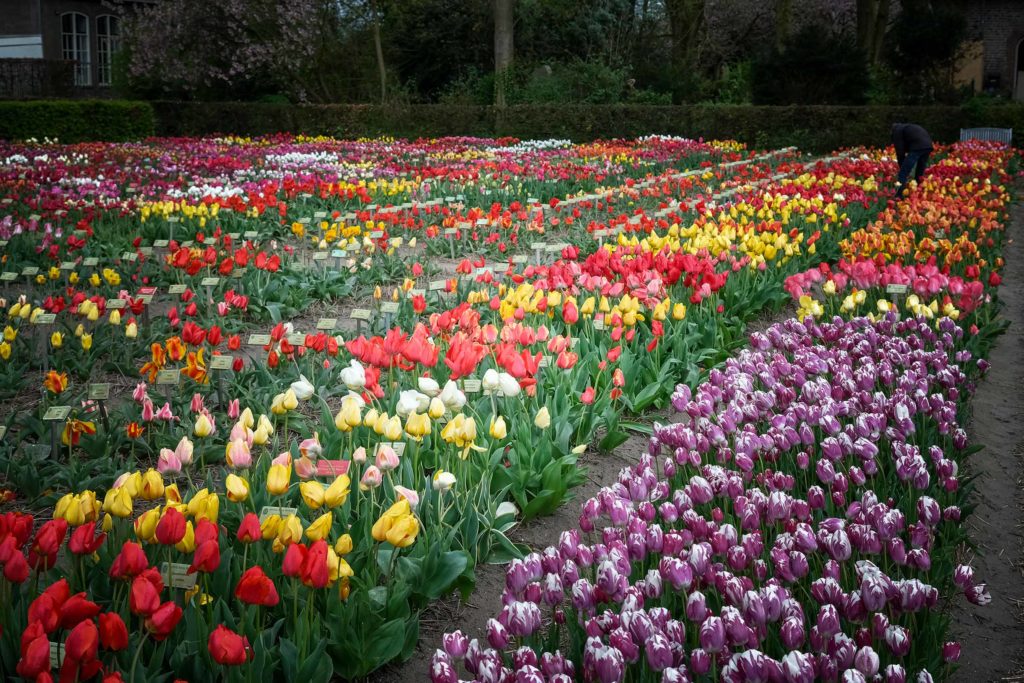 Mehr als 2650 Tulpensorten und -spezies gibt es im Hortus Bulborum im Ort Limmen (Gemeinde Castricum), nördlich von Amsterdam. Foto: Mario Vedder