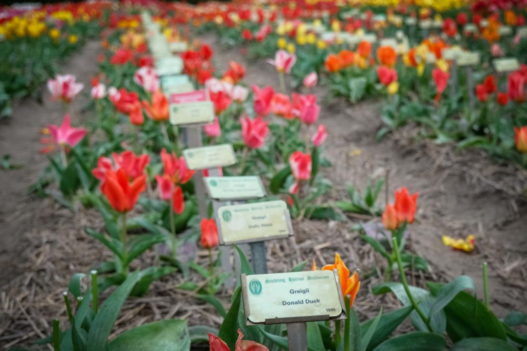 Auch Donald Duck ist im Hortus Bulborum vertreten. Foto: Mario Vedder