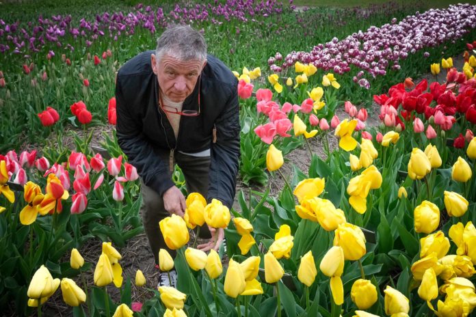 Tulpenfieber in Holland: Eine Reise durch die farbenfrohe Geschichte im Hortus Bulborum Mehr als 2650 Tulpensorten und -spezies gibt es im Hortus Bulborum im Ort Limmen (Gemeinde Castricum), nördlich von Amsterdam. Foto: Mario Vedder