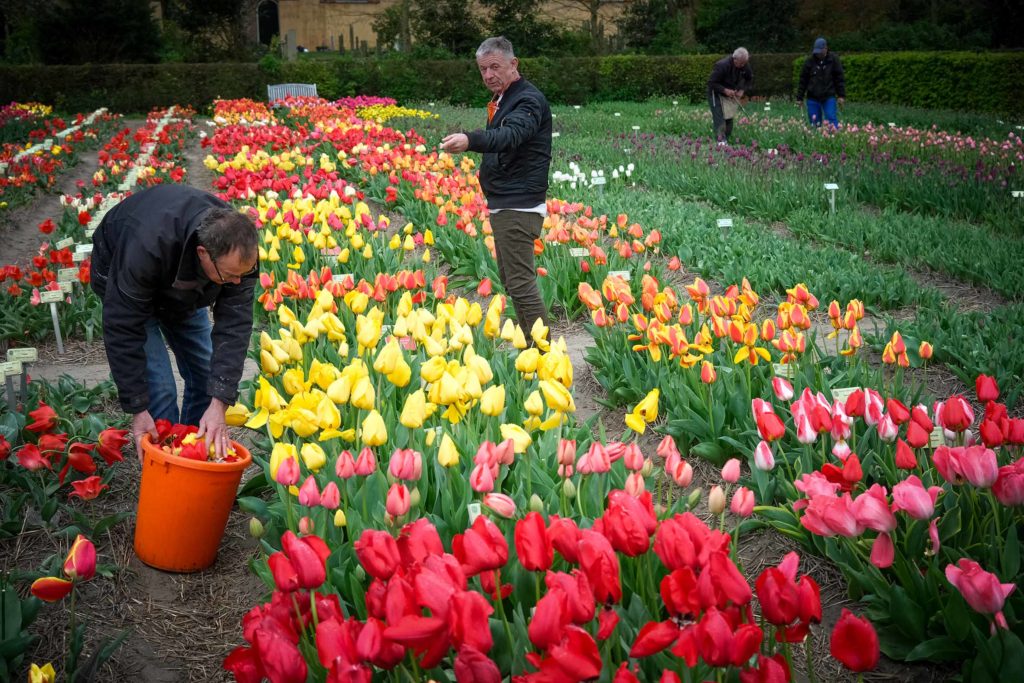 Hortus Bulborum im Ort Limmen ist ein einzigartiger, riesiger Blumengarten. Foto: Mario Vedder