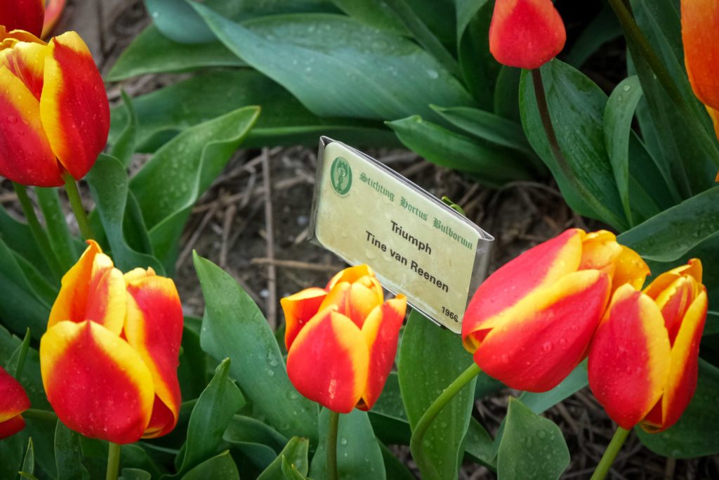Unter den mehr als 2650 Tulpensorten ist auch eine "Triumph". Foto: Mario Vedder