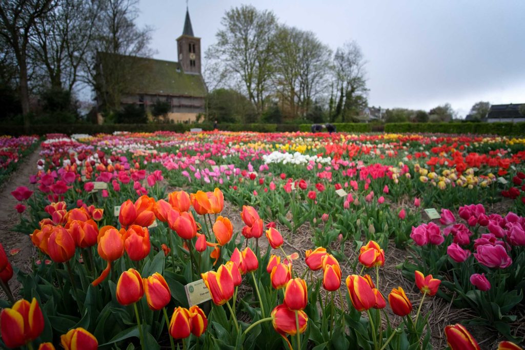 Der Hortus Bulborum im Ort Limmen (Gemeinde Castricum), nördlich von Amsterdam. Foto: Mario Vedder