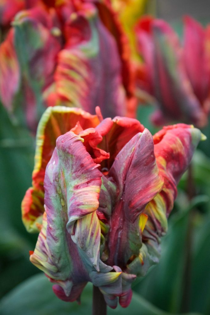 Die Tulpen Sorte "Couleur Cardinal" präsentiert sich besonders verschlungen. Foto: Mario Vedder
