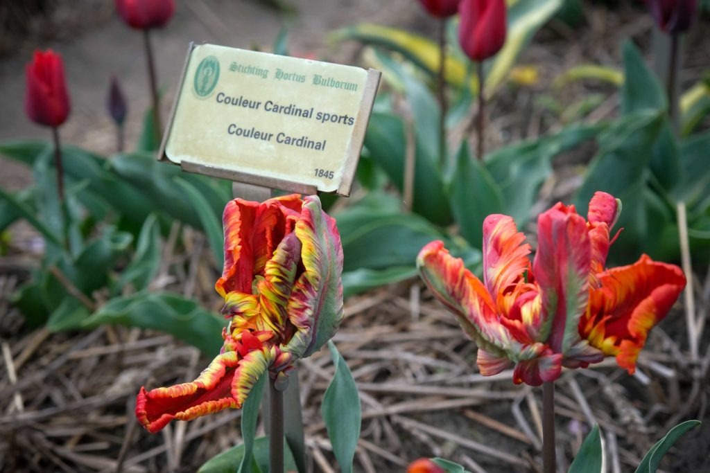 Die Tulpen Sorte "Couleur Cardinal" präsentiert sich besonders verschlungen. Foto: Mario Vedder