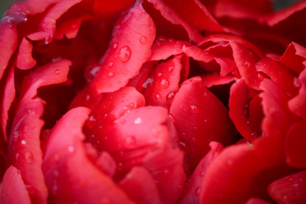 Die Geschichte der Tulipmania gilt bis heute als Beispiel für die Gefahren von Wirtschaftsspekulationen. Foto: Mario Vedder