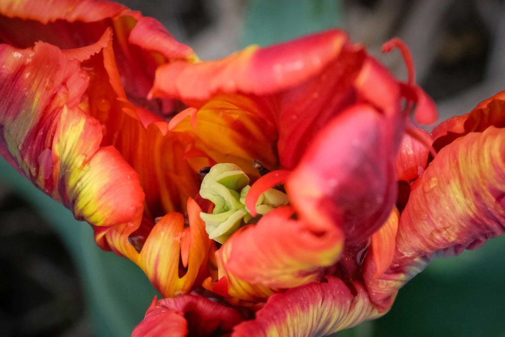 Die Tulpen Sorte "Couleur Cardinal" präsentiert sich besonders verschlungen. Foto: Mario Vedder
