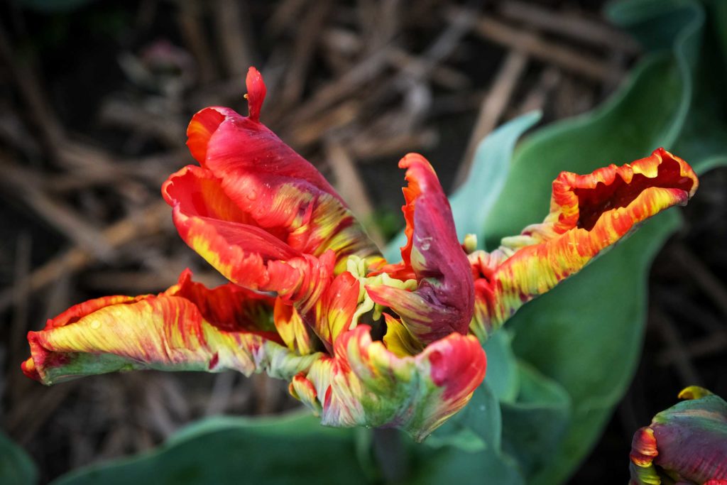 Die Tulpen Sorte "Couleur Cardinal" präsentiert sich besonders verschlungen. Foto: Mario Vedder