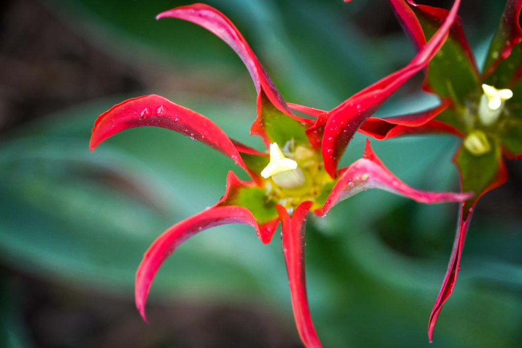 Tulpen galten einst als Spekulationsobjekt. Foto: Mario Vedder