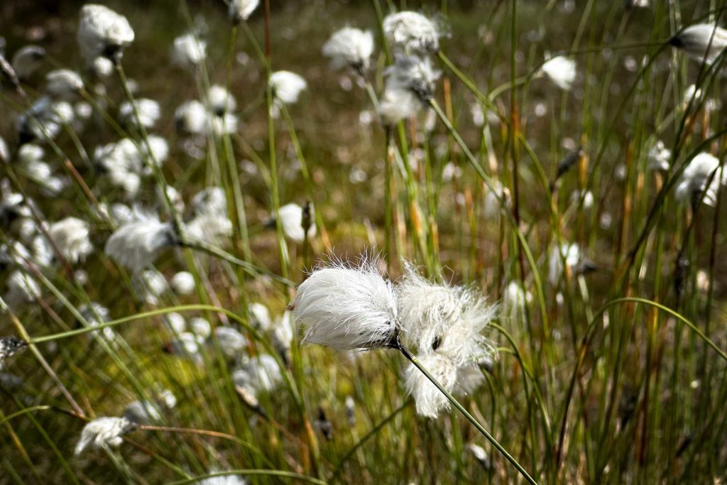 Ein typischer Moorbewohner - Wollgras. Foto: Mario Vedder