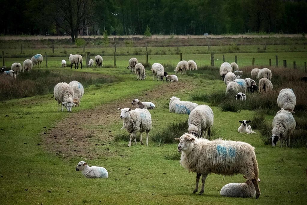 Schafherden ziehen durch das Moor. Foto: Mario Vedder
