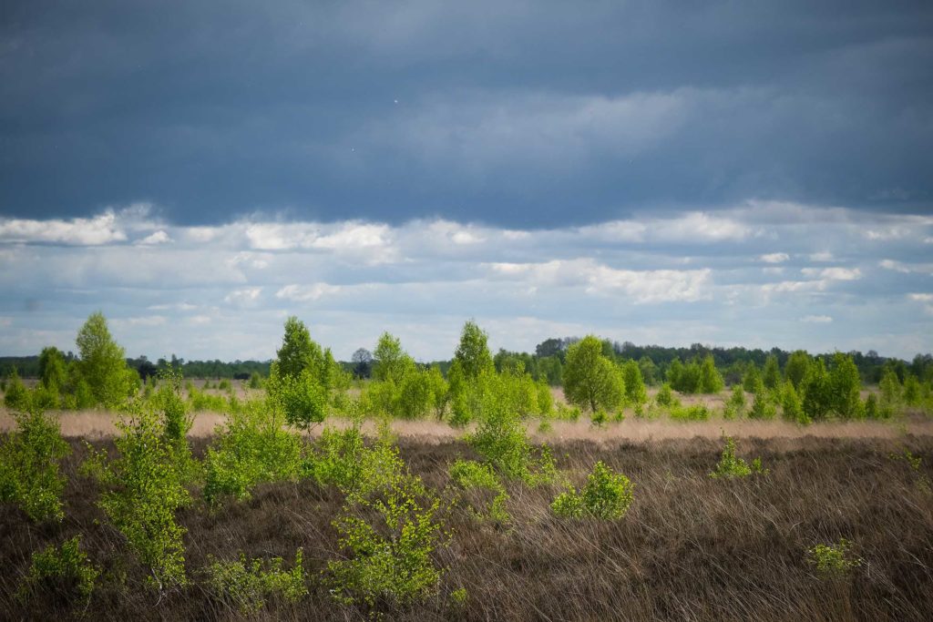 Das Bargerveen ist eines der wenigen authentischen Hochmoorgebiete. Foto: Mario Vedder