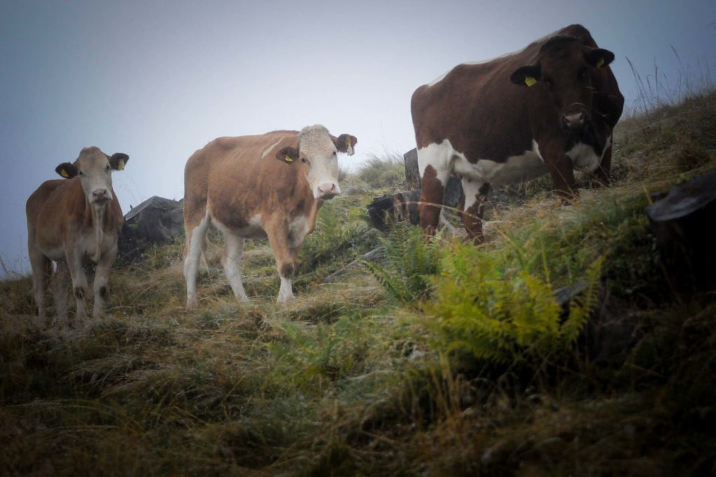 Die Moosalm in Werfenweng liegt auf gut 1600 Metern Höhe, Rinder tauchen im Nebel auf. Foto: Oliver Abraham