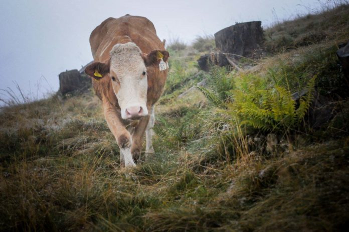 Die Moosalm in Werfenweng: Authentisches Almleben im Salzburger Land Nebelnasser Rinder auf der Moosalm. Foto: Oliver Abraham