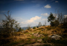 Auerhuhn im Bayerischen Wald: Wandern auf den Spuren seltener Vögel