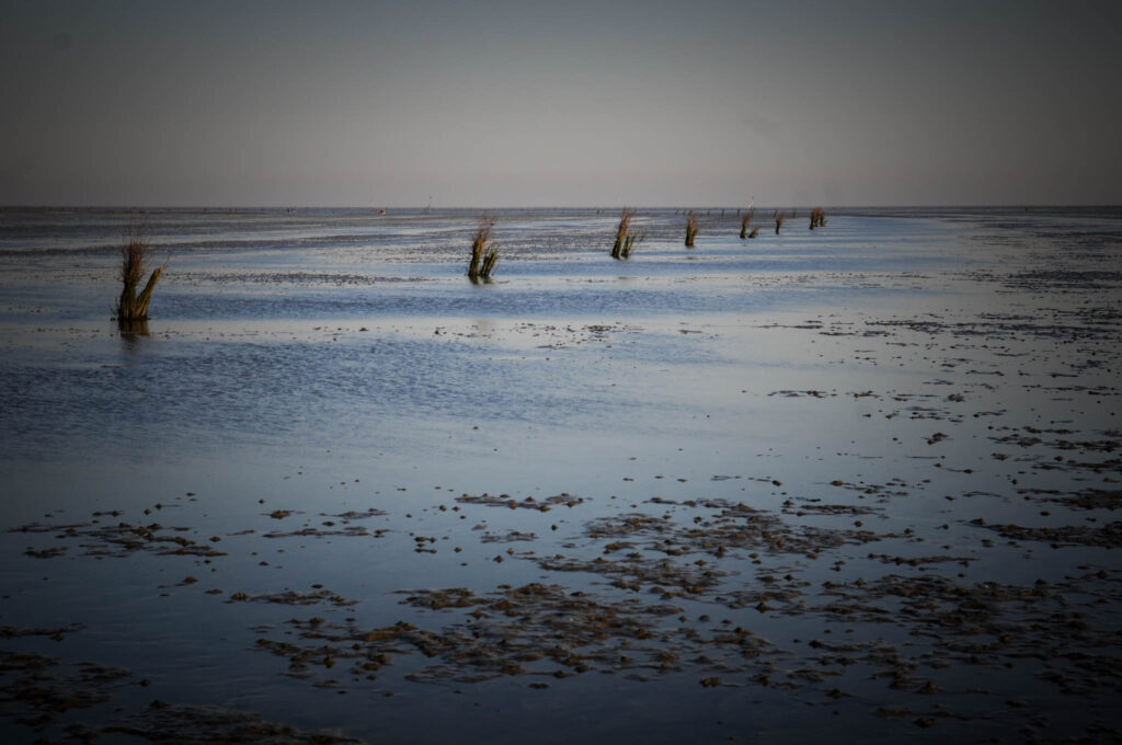 Wattwanderung zur Insel Neuwerk. Foto: Oliver Abraham