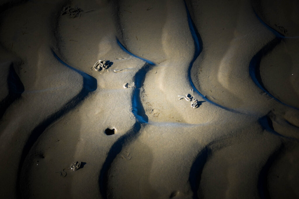 Wunderwelt Wattenmeer. Foto: Oliver Abraham